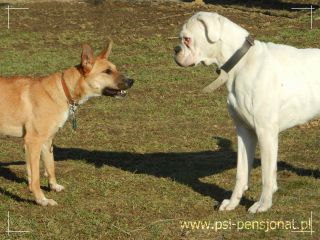 Lucy 
suczka w typie owczarka belgijskiego Malinois 