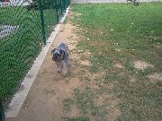 [P]Figa