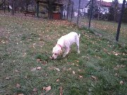 [P]Maja